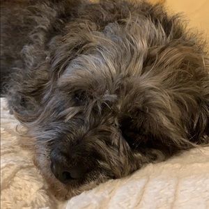 Meet your Posher, Tara